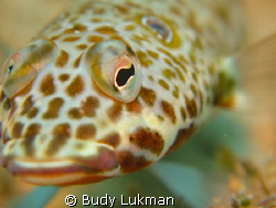 Eye of lizard fish, don't know exactly the type of the fi... by Budy Lukman 